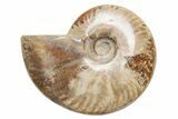 Polished Cretaceous Ammonite (Cleoniceras) Fossil - Madagascar #216065-2